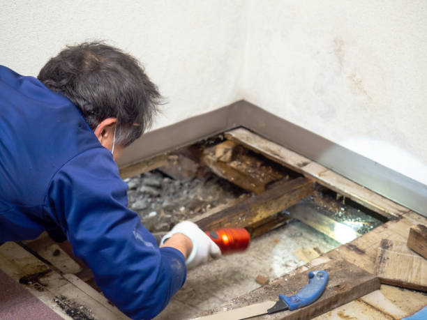Crawl Space Mold Removal in Bellflower, CA
