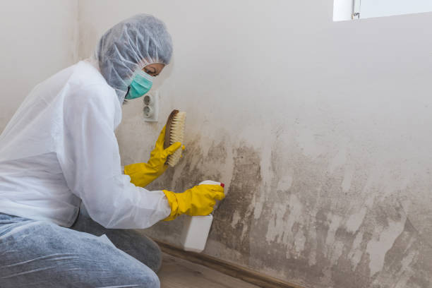 Trusted Bellflower, CA Mold Removal Experts