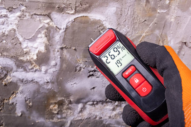 Best Attic Mold Removal  in Bellflower, CA