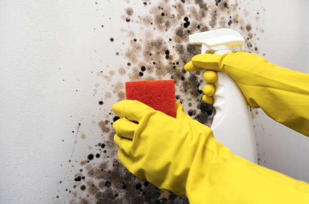 Best Toxic Mold Removal  in Bellflower, CA