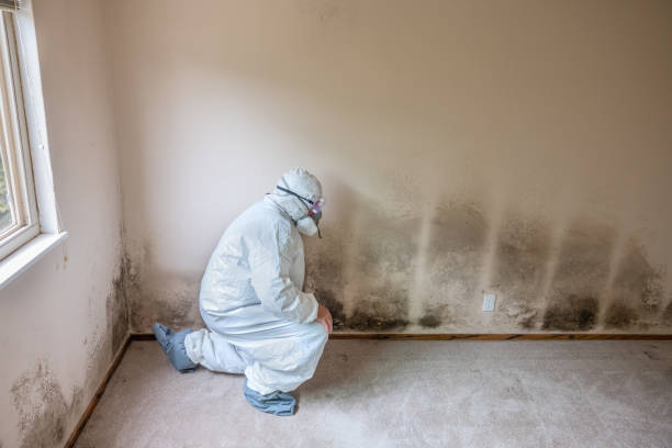 Best Professional Mold Removal  in Bellflower, CA