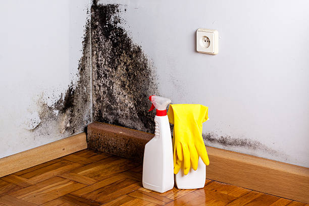 Best Mold Cleaning Services  in Bellflower, CA