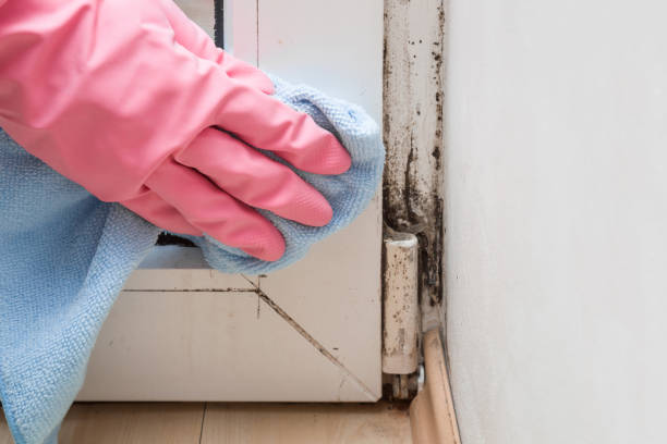 Best Commercial Mold Removal  in Bellflower, CA