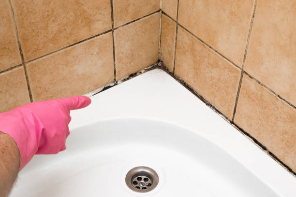 Best Mold Damage Repair  in Bellflower, CA