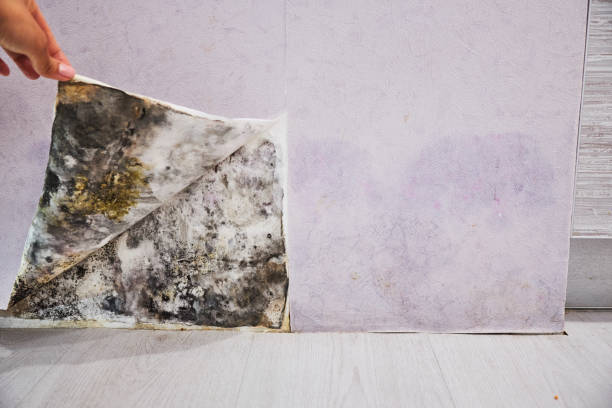 Best Mold Removal Company Near Me  in Bellflower, CA